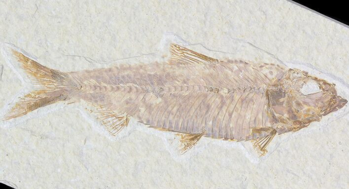 Detailed, Knightia Fossil Fish - Wyoming #42350